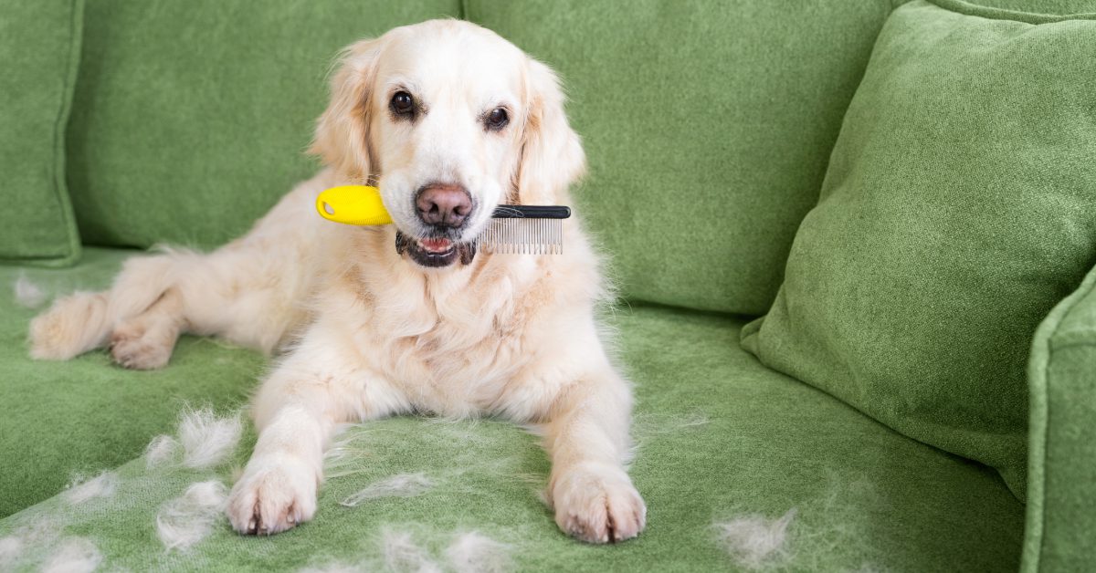 Keep Your Dog Happy and the House Clean!
